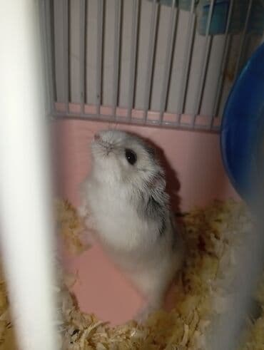 hamster satis: Hamster (cücəboy Drəvşkiy/Campbell tipli) – zərif, xırda ev heyvanı — 1