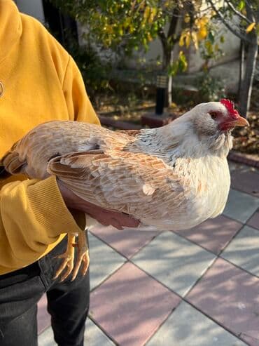 kend teserrufati: Toyuq, Yumurtalıq — 3