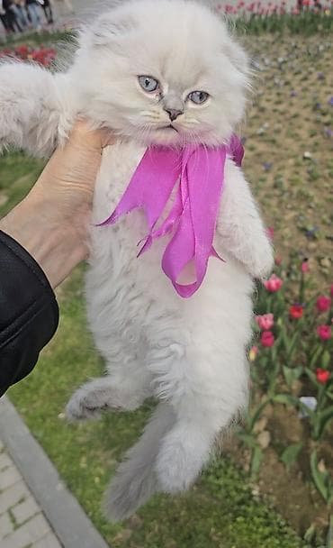 Şotland yasti qulaq colir point erkey bala satişdadi.Fevralin 1 i