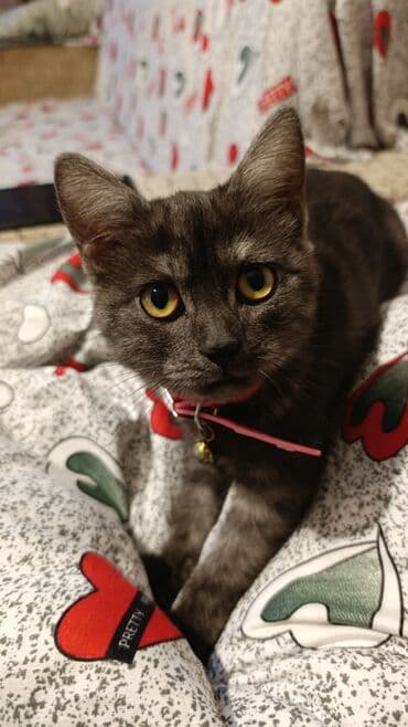 Dişi, Yaxşı əllərə lalafo.az -da Dişi, Yaxşı əllərə