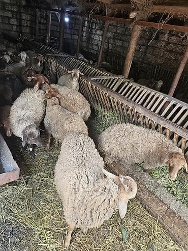 aksolotl satın al: Salamlar ALLAH qurbanlarnızî qebul etsin qurbanlıq ve damazlîq quzular — 4