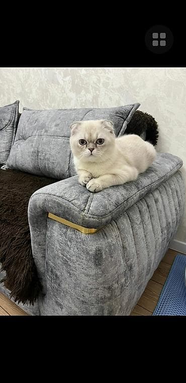 Heyvanlar üçün mallar: Şotland yastı qulaq, Erkək, Yaxşı əllərə, Pulsuz çatdırılma — 2