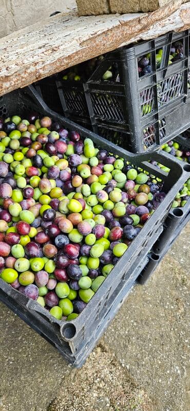 ağ şanı üzümü: Təzə yığılmış süfrə və yağlıq zeytun - Rəng palitrası: yaşıl — 2