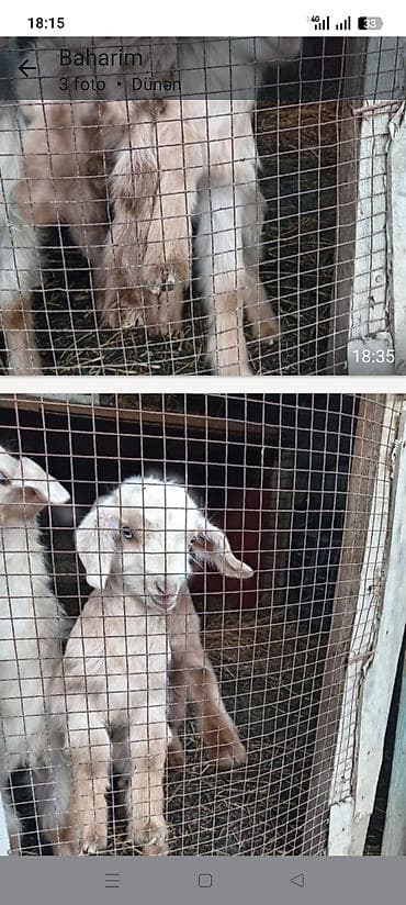 kişi keçə şap şapları: Çəpiş iki eded bir aylıq südlə baxiliq cins kecinin balasidi.unvn — 4