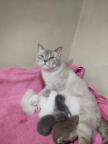 pişiy balası: Britan — 10