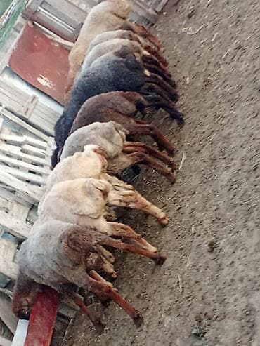 etibarli elere verilir: Salam.qurbanliq quzular var her çəkidə isdeyen elaqe saxlaya bilər — 4