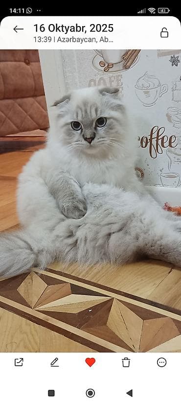 Şotland uzun tüklü, Erkək, Cütləşmə üçün