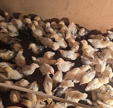 cocker spaniel qiymeti: Toyuq cücələri, Ətlik — 1