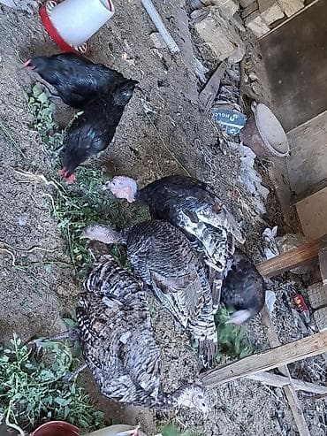 hinduşka quba: Amerkan Branzer Hinduşka sürüsü – damazlıq və ətlik 1 disi 1 erkek 20 — 3