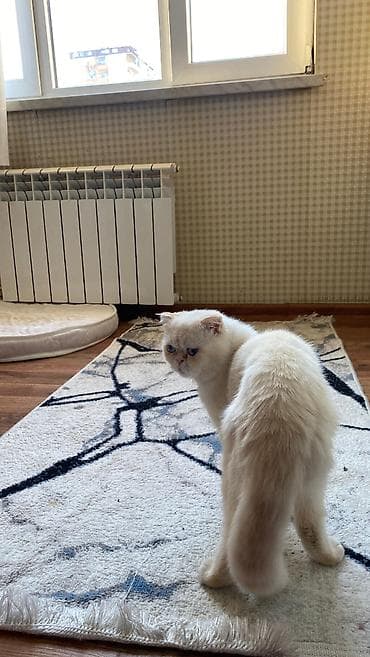 животные в добрые руки баку: Самец, В добрые руки, Самовывоз, Бесплатная доставка, Платная доставка — 2