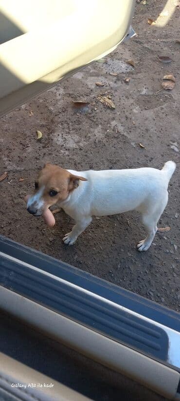 golden retriver it: Cek rassel teryer, 6 ay, Dişi — 2