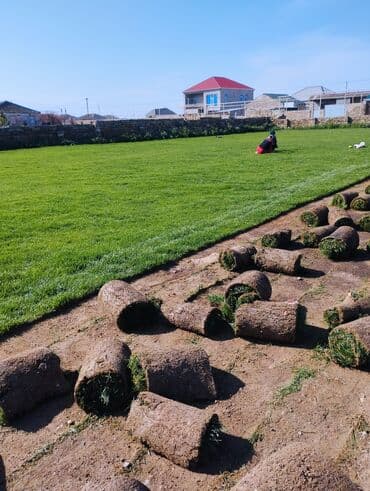 suni qazon qiyməti: Rulon qazon - Peşəkar qazon plantasiyasından kəsilib rulon halında — 6