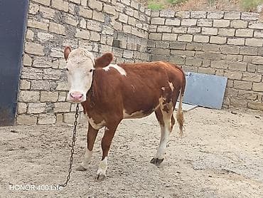 simmental: Dana, buzov, Dişi, ay: 10, Damazlıq — 5