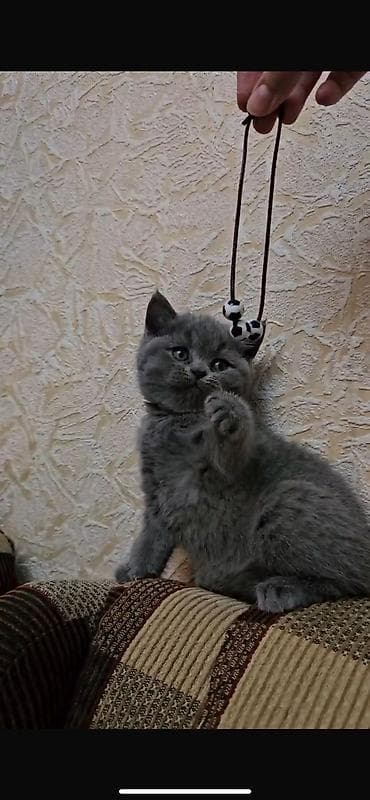 pişik adı: Şinşilla, Erkək, Dişi, Yaxşı əllərə, Ünvandan götürmə, Ödənişli çatdırılma, Rayonlara çatdırılma — 1