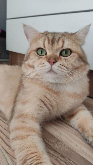 oğlan pişik adları: Qızıl şinşilla, Erkək, Cütləşmə üçün — 1