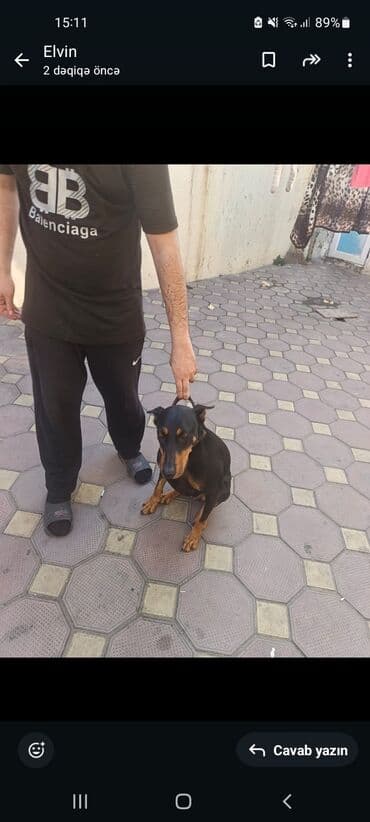 it növlərinin adları: Doberman — 1