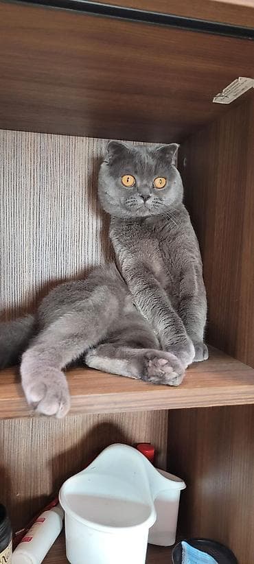 siyam pişik: Şotland, Dişi, Yaxşı əllərə, Ödənişli çatdırılma — 6