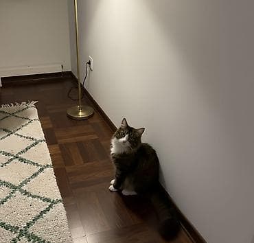 col pişiyi: Erkək, Yaxşı əllərə — 2