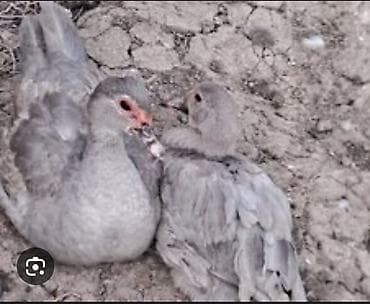 Atlar: Dişi, | Lal ördək, Damazlıq, Ödənişli çatdırılma, Rayonlara çatdırılma — 7