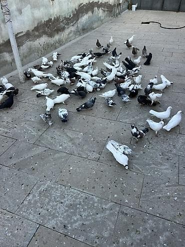 lal ördək balası satılır: Coxsu satilir qiymet 5-20 manat Xirdalandadi 0518471797 KOM SATILMIR — 5