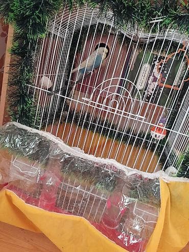 Heyvanlar: Cut quslar yumurta da qoyurlar boyk qefesdi biri sari biri mavi 70 mt — 3