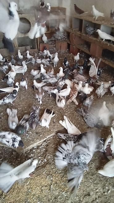 Tərgitmə quşlardı kom satılır 100 yaxın göyərçindi hamısı seçmə
