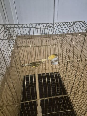 Gəmiricilər: Kanarya Hazir cütdü 70 azn sari erkeydi — 3