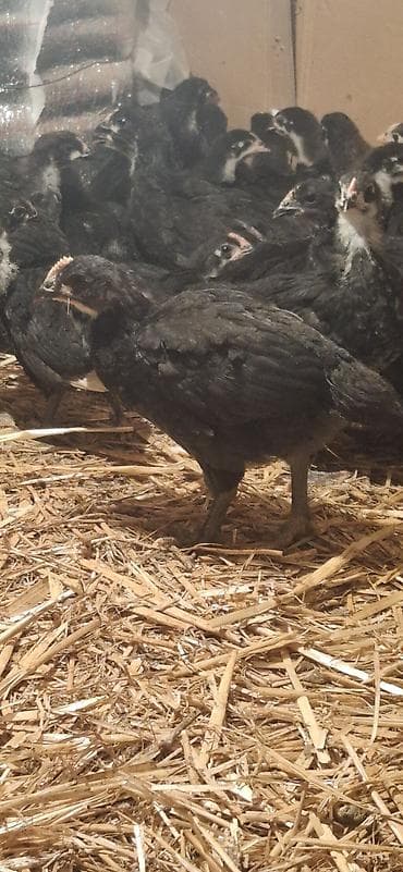 Индюшки: Куриные цыплята, Для разведения — 4