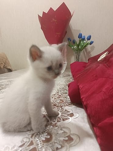 pışık: Ana Britan,Ata Şinşilla Color point olan pişiklərin balaları — 9