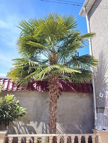 elektro svarka aparati: Dekorativ palma ağacı – Trachycarpus fortunei (Yapon qarpız-palması — 1