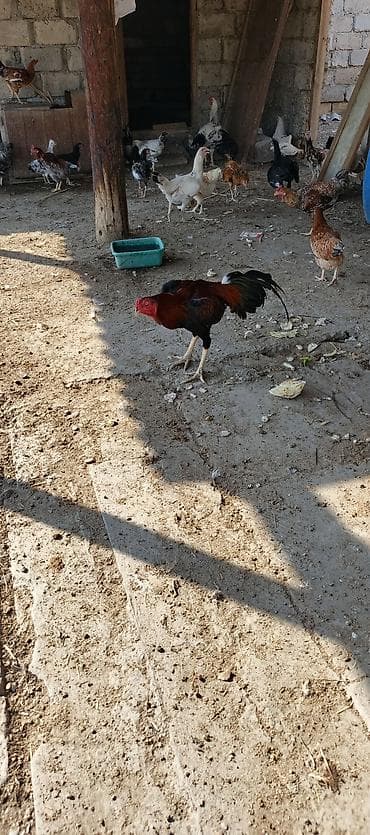 pulsuz it type 1: Tam sağlam heyratı beçesi 11 aylıq döyüş videosu var isteyen getirib — 3