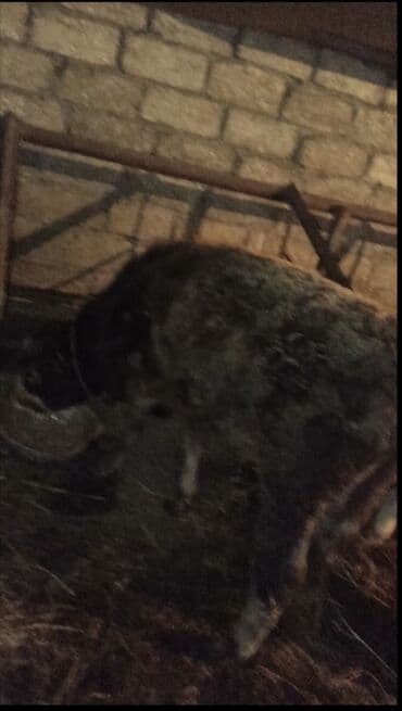 tap.az inekler: 5 ayliq danadi yemde yeyir 1500 m mayalanmanan olan danadi XAÇMAZ — 2