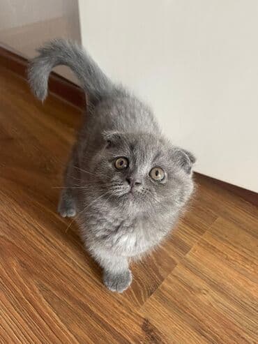 вислоухие коты серые: Шотладская вислоухая — 2