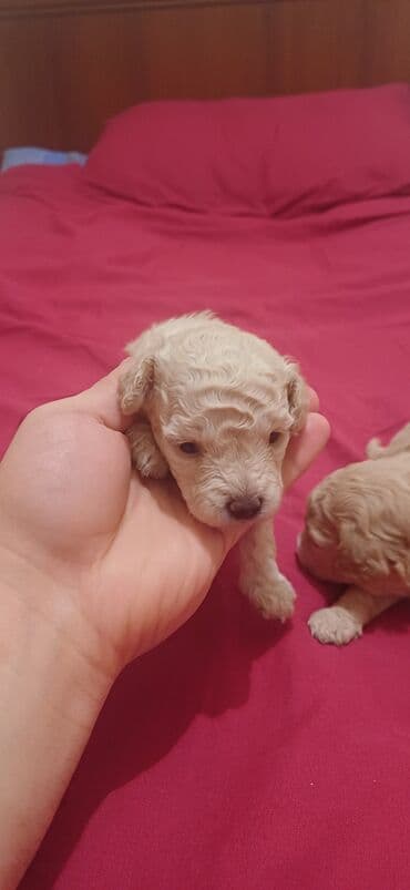 где купить собаку в баку: Пудель, Самка, С прививками, Платная доставка — 1