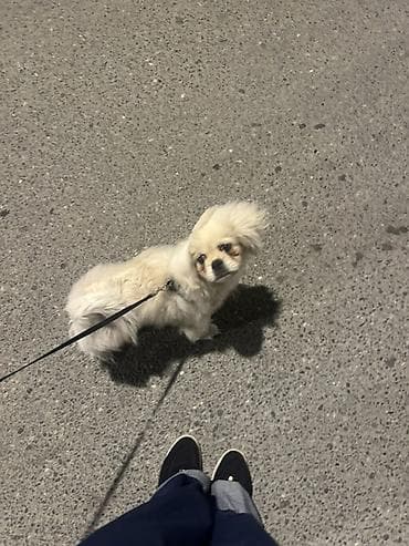 gözəllik salon: Cins it pekines Ərkəy 4 aylığ Qurd dərmanı verilib 2 dəfə Peyvən — 1