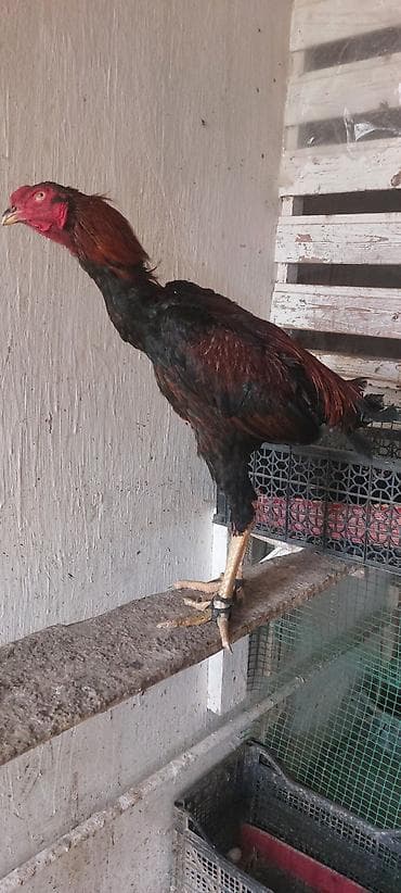 Heyratı beçə 8 aylıq. superq qan daş pipik heyvandır. istəyən vodsapa — 2