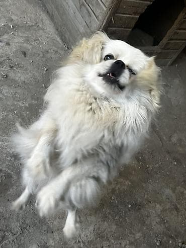 ag it: Pekines — 5