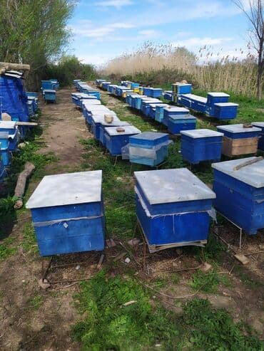 Arı ailələri satılır.Karnika sortudu,anaları yenidi,sağlam və