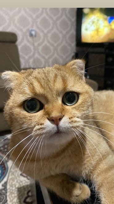 голд шиншилла: Qızıl şinşilla, Erkək, Cütləşmə üçün — 2