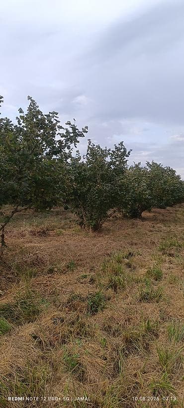 qələmə ağacı: Xaçmaz rayonu, Hacıəhmədoba kəndində fındıq bağı satılır! 🌳 1500-2000 — 5