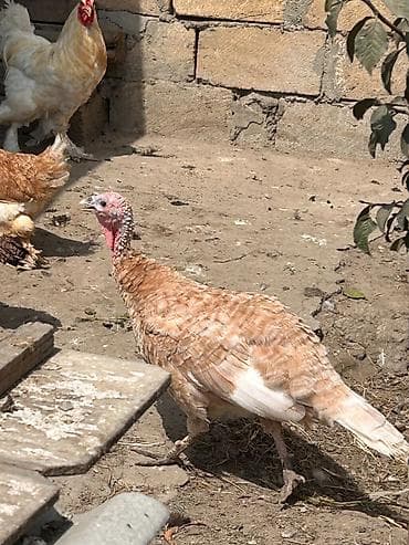 hind guşu: Dişi, Damazlıq — 4