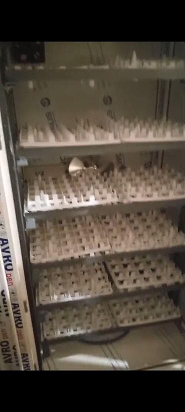 inkubator satilir: Bütün növ quşlaq üçün — 2