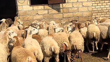 balaca it cinsi: Dişi, il: 1, Damazlıq, Pulsuz çatdırılma — 6