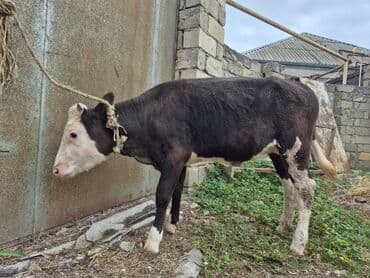 cins inekler azerbaycanda: Təmiz cins danadı dişidi — 5