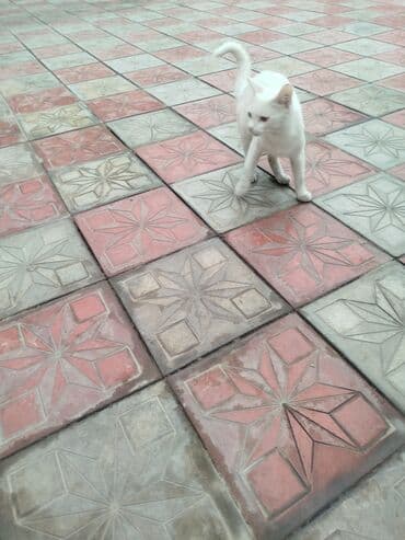 ucuz pişiy: Ağ rəngli ev pişiyi. - Tam ağ, qısa tüklü, incə bədən quruluşu - — 4