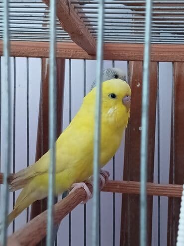 çex tutuqusu: Cex erkey cutde olmaylb — 4