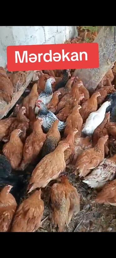 gence toyuq cuce: Toyuq, Ətlik — 3