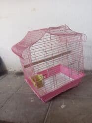 amerika devequsu haqqinda melumat: Valnisti, karella və amadin üçün qəfəs. Real alıcı buyurub əlaqə — 2