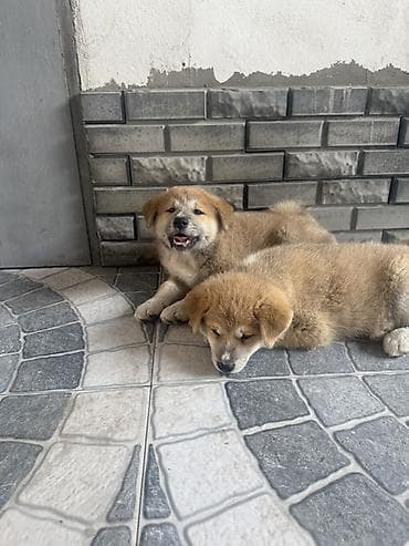 erkek: Akita-inu, 2 ay, Erkek — 3