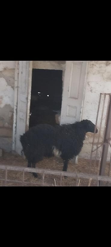 barter heyvanla: Erkək, il: 1, Damazlıq — 4